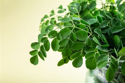 Moringa En Poudre Bio Jaaba Alimentation