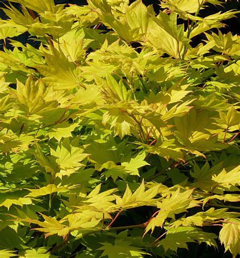 Golden Full Moon Maple | Natorp's Online Plant Store