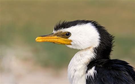 Discover the Fascinating Birds of New Caledonia