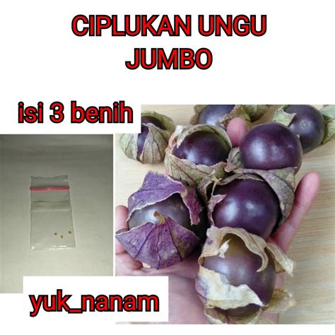 Jual Benih Ciplukan Ungu Jumbo Bibit Ciplukan Purple Tomatillo Jumbo