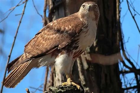 7 Types of Hawks in Virginia (Photos) - Bird Feeder Hub