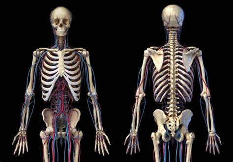 Human Body Anatomy Skeleton With Veins And Arteries Front View