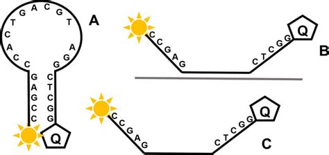 Molecular beacon structure and potential conformations. Molecular ...