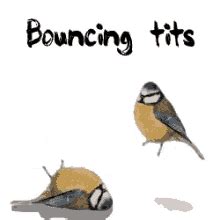 Bouncing Tits Birds BouncingTits Birds Discover Share GIFs