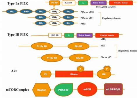 Src Homology 2 SH2 Domains Of The P85 Regulatory Protein Can Bind