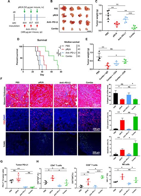 Rln Gene Delivery Improved Therapy Response To Pd L1 Blockade In Kpc