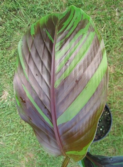 Musa Sikkimensis Manipur Manipur Banana Bengal Tiger Ouriques Farm