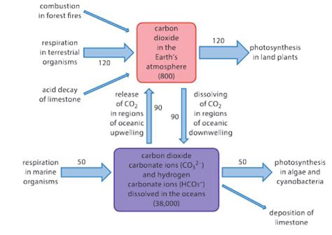 IB MYP 4 5 Biology Chapter 7 BalancePractice Questions