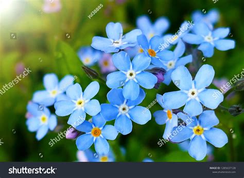 73192 Forget Me Not Flowers Images Stock Photos And Vectors Shutterstock