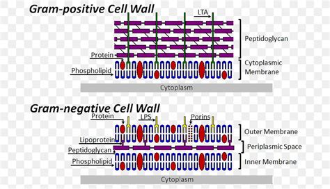 Gram Positive Cell Wall Diagram