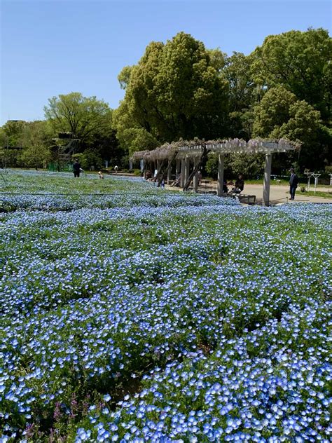 長居植物園の口コミ 長居植物園ネモフィラフェア Triproud