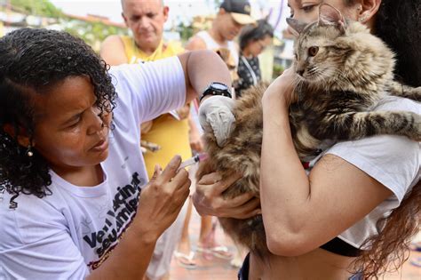 Em Lauro de Freitas campanha de vacinação antirrábica bate meta e