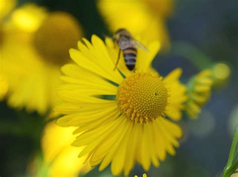 Cosmos Bipinnatus Kosmee Fiederbl Ttriges Schmuckk Rbchen