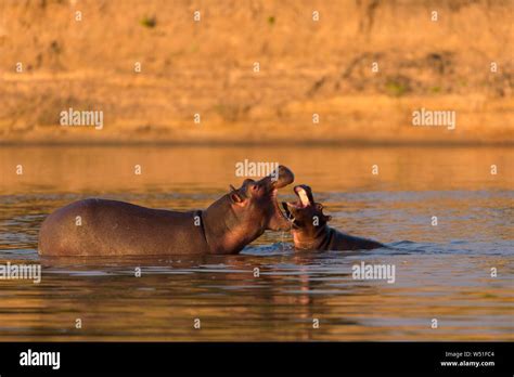 Los hipopótamos Hippopotamus amphibius en el agua jugando jugando