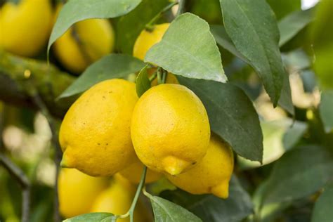 Limonun Faydaları Nelerdir Saksıda Limon Nasıl Yetiştirilir Yemek