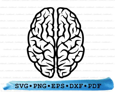 Brain Silhouette Brain Svg Brain Png Brain Cricut Anatomy Etsy