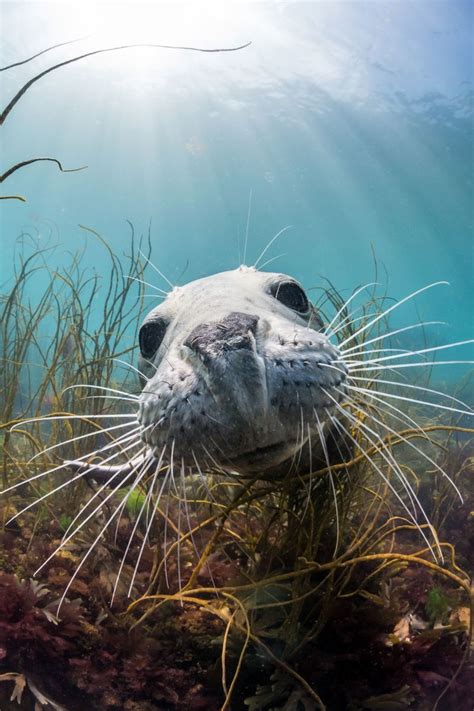 Youll Love This British Underwater Photography Competition