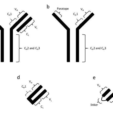 Basic structure of antibodies. (a) Structure of full-sized conventional ...