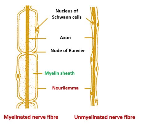 Myelin And Neurilemma Sheaths Anatomy Qa