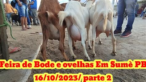 Feira De Caprinos E Ovinos Em Sum Pb Parte Youtube