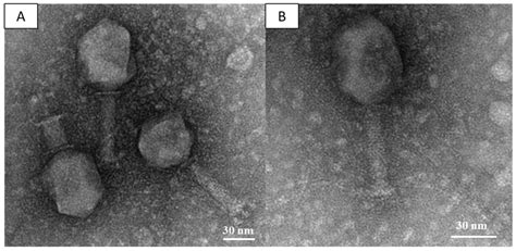 A B Electron Micrograph Of Phage Vb Kpn F Negatively Stained With