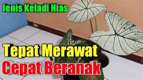 Cara Merawat Keladi Hias Jenis Keladi Hias YouTube