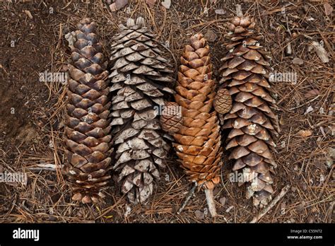 Large Sugar Pine Cones And Smaller Giant Sequoia Trees Cones Sequoia