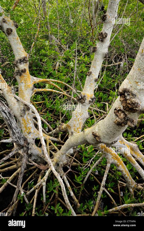 Red Mangrove Rhizophora Mangle Stems And Roots Ding Darling Nwr