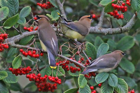 Cedar Waxwings Feeding On A Berry Shrub Feederwatch