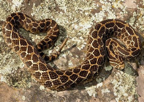 Crotalus Polystictus Culebras Venenosas Serpientes Venenosas