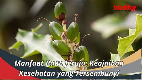 Manfaat Buah Jeruju Keajaiban Kesehatan Yang Tersembunyi Biotifor