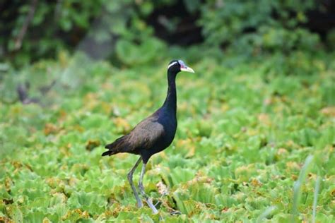 Bronze Winged Jacana Pictures Az Animals