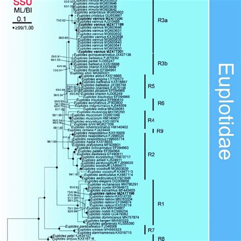 Maximum Likelihood ML Tree Inferred From SSU RDNA Sequences Showing