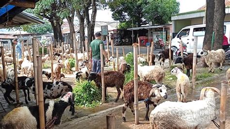 Harga Hewan Kurban Jelang Idul Adha 2022 Kambing Mulai Rp 1 5 Juta Dan