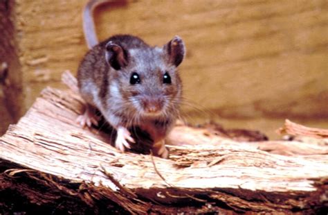 picture rodent deer mouse peromyscus maniculatus