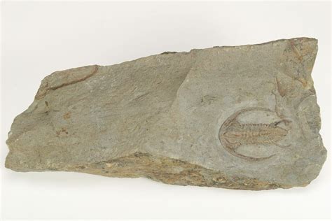 Early Cambrian Trilobite Perrector Tazemmourt Morocco