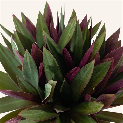 Our Plants Tradescantia Spathacea Rhoeo Instant Green Nursery