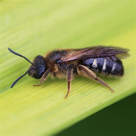 Bee Lasioglossum BugGuide Net