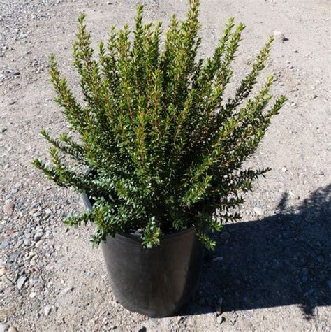 Dwarf Myrtle Star Nursery Garden And Rock Centers