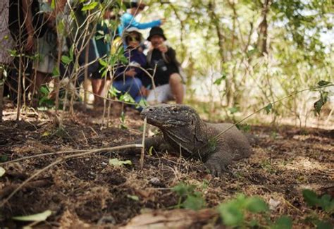 Aktivitas Seru Di Labuan Bajo Yang Wajib Kamu Lakukan