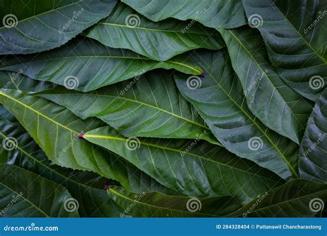 Green Leaf Backdrop for Background. Green Fresh for Design Stock Photo ...