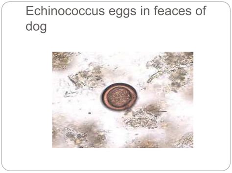 Echinococcus Granulosus PPT