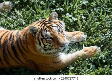 2,634 Tiger Lying In Grass Images, Stock Photos & Vectors | Shutterstock