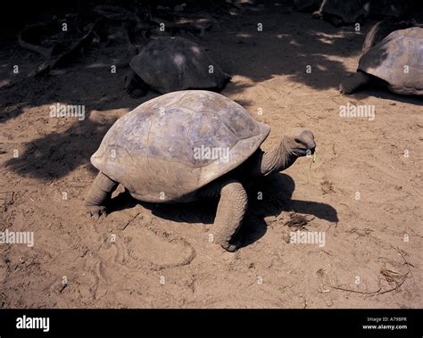 Giant Tortoise At La Digue Veuve Reserve Seychelles Stock Photo Alamy