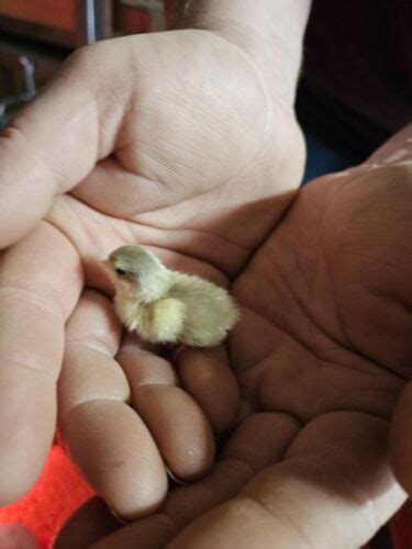 50 Fertile Button Quail Hatching Eggs Ebay