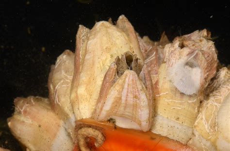 Five Facts: Barnacles – Florida Museum Science