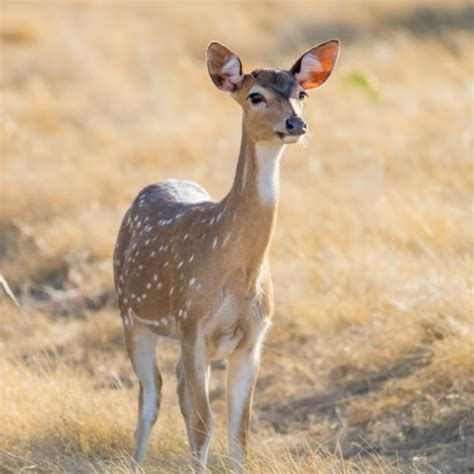gambar hewan kancil  koleksi gambar