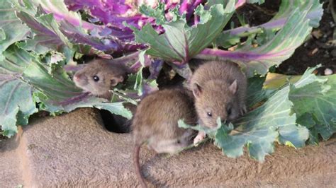 Souris Dans Le Jardin Si Vous Vaporisez Ce Liquide Elles Dispara Tront