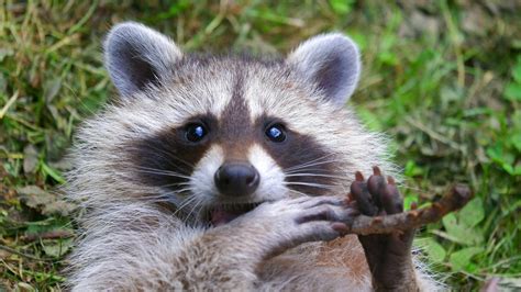 Waschbären breiten sich im Odenwald aus SWR Kultur