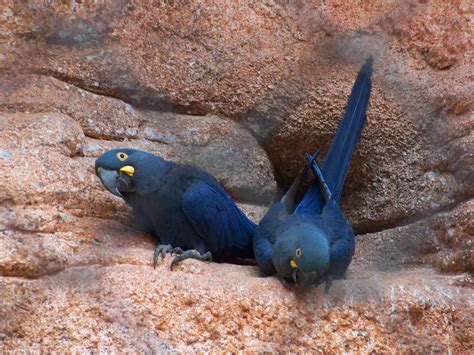 Fileanodorhynchus Leari Rio De Janeiro Zoo Brazil 8a Wikimedia